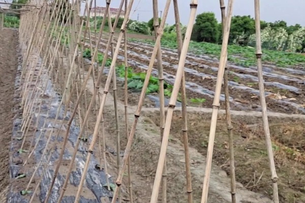 怎么给黄瓜搭架子，将竹竿顶部连接后放在瓜秧两侧
