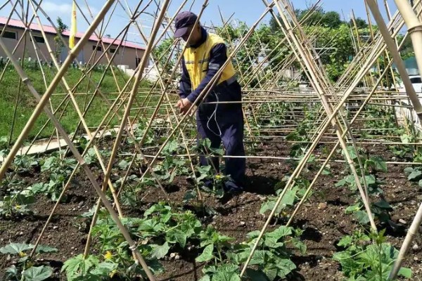 怎么给黄瓜搭架子，将竹竿顶部连接后放在瓜秧两侧