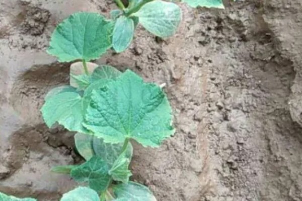 怎么给黄瓜搭架子，将竹竿顶部连接后放在瓜秧两侧