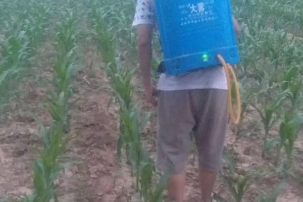 封闭除草剂过量有什么后果,会造成药害