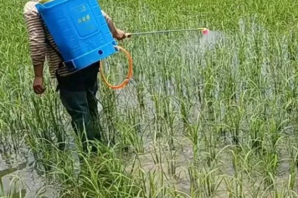 封闭除草剂过量有什么后果,会造成药害