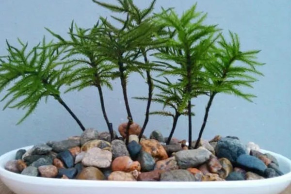 怎么养万年藓，选择生态瓶或者草缸作为器皿