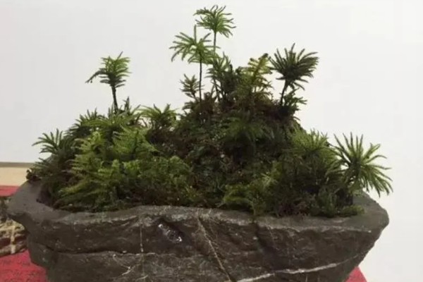 怎么养万年藓，选择生态瓶或者草缸作为器皿