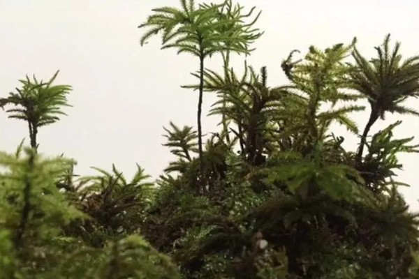 怎么养万年藓，选择生态瓶或者草缸作为器皿