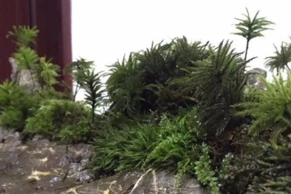 怎么养万年藓，选择生态瓶或者草缸作为器皿