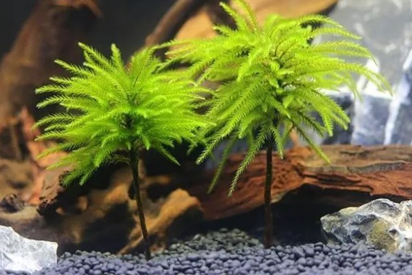 怎么养万年藓，选择生态瓶或者草缸作为器皿