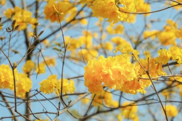 柃木的流蜜条件，花期10月至翌年2月