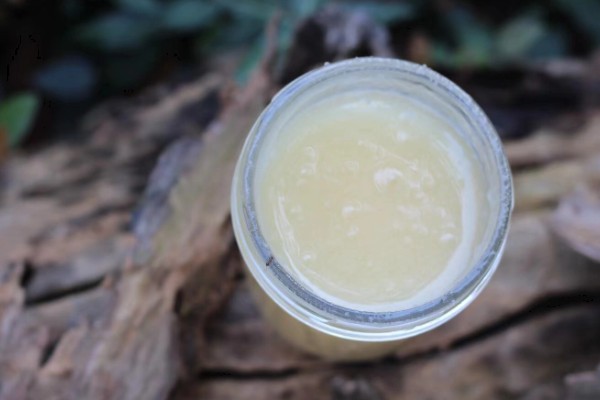 柃木的流蜜条件，花期10月至翌年2月