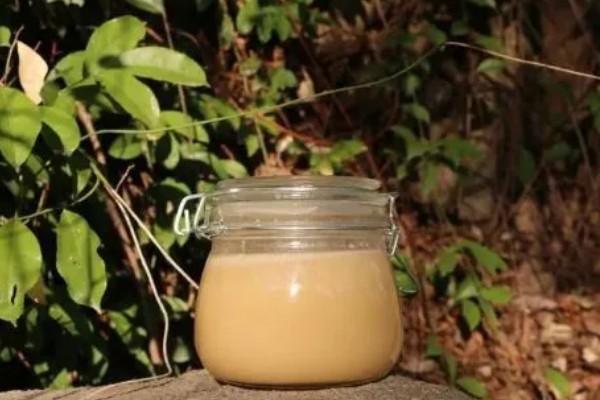 柃木的流蜜条件，花期10月至翌年2月