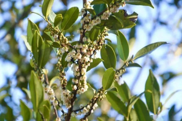 柃木的流蜜条件，花期10月至翌年2月