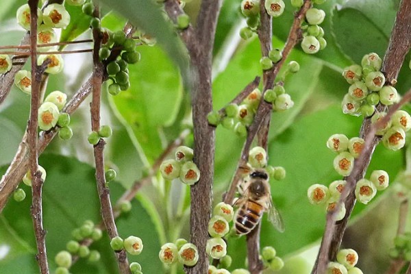 柃木的流蜜条件，花期10月至翌年2月