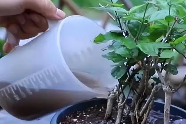 茉莉盆栽的养殖方法，6-9月份施肥主要以磷肥为主