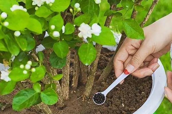 茉莉盆栽的养殖方法，6-9月份施肥主要以磷肥为主