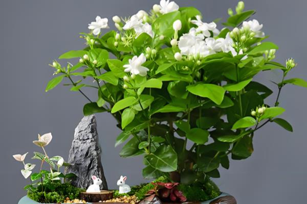 茉莉盆栽的养殖方法，6-9月份施肥主要以磷肥为主