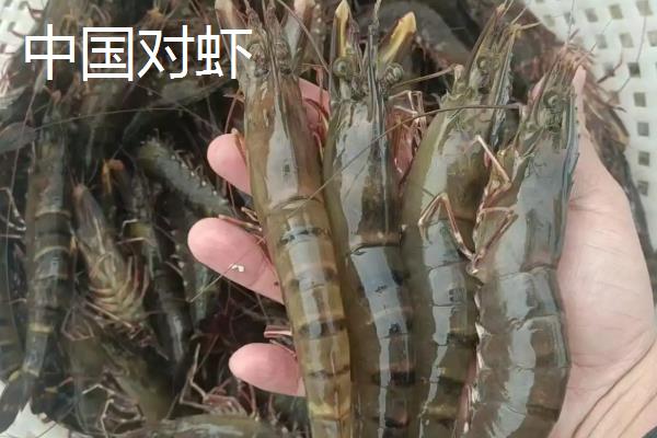 中国对虾有什么特点，呈淡黄色、青灰色