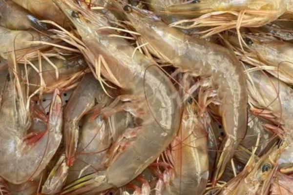 中国对虾有什么特点，呈淡黄色、青灰色