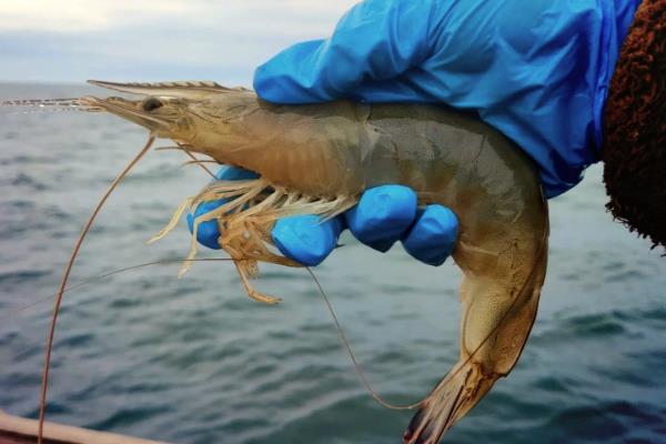 中国对虾有什么特点，呈淡黄色、青灰色