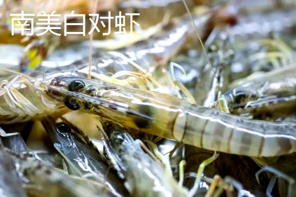 中国对虾有什么特点，呈淡黄色、青灰色