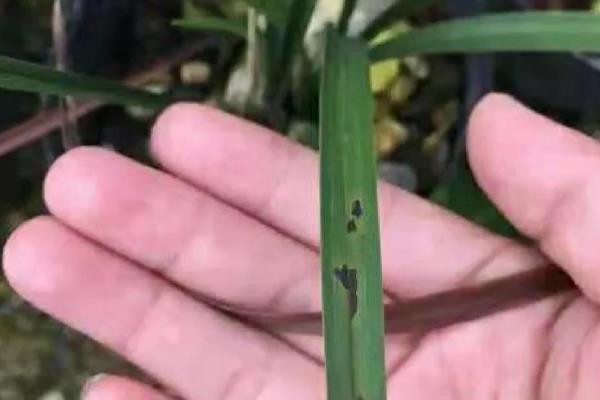 文殊兰叶斑病如何防治，要及时的将患病的叶片修剪摘除