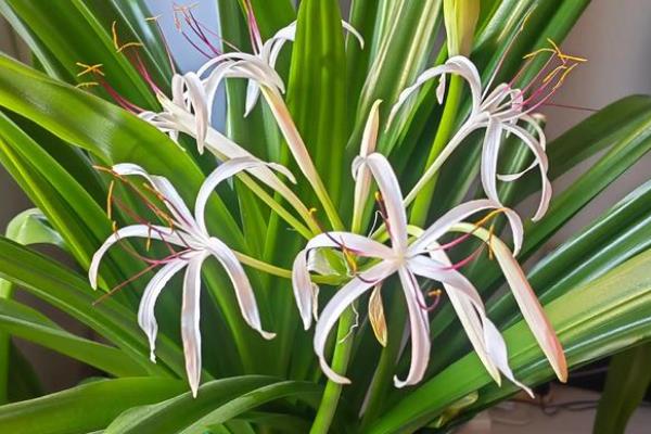 文殊兰叶斑病如何防治，要及时的将患病的叶片修剪摘除