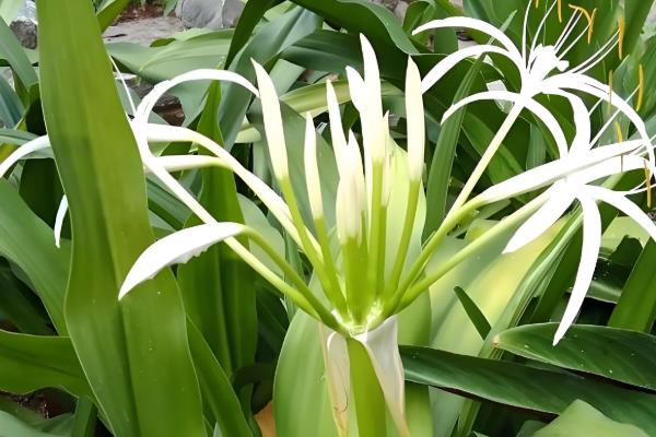 文殊兰叶斑病如何防治，要及时的将患病的叶片修剪摘除