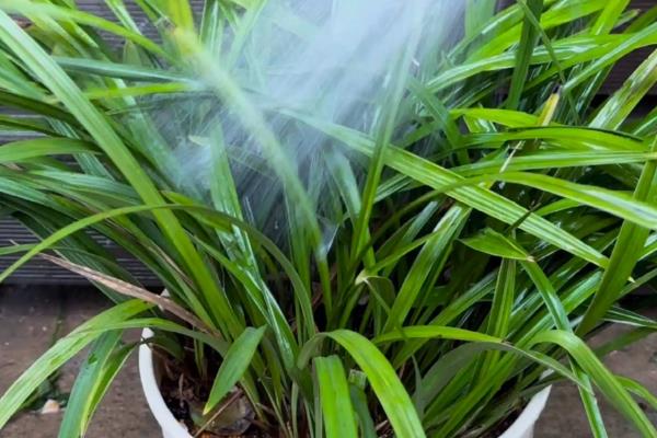 文殊兰叶斑病如何防治，要及时的将患病的叶片修剪摘除