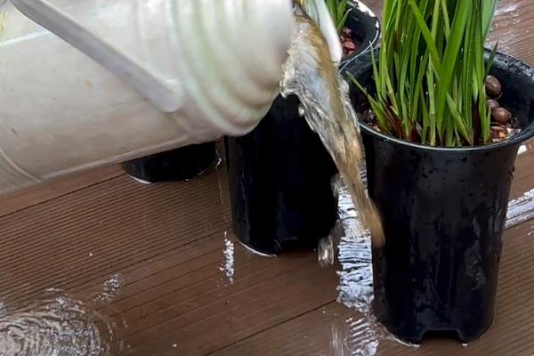 文殊兰叶斑病如何防治，要及时的将患病的叶片修剪摘除