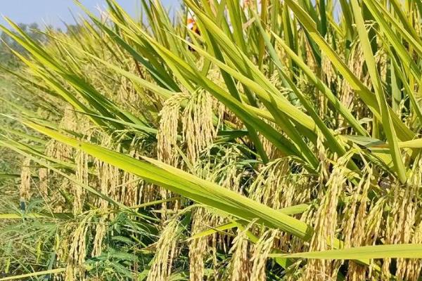 深两优534的产量怎样，平均产量为646.16kg一亩