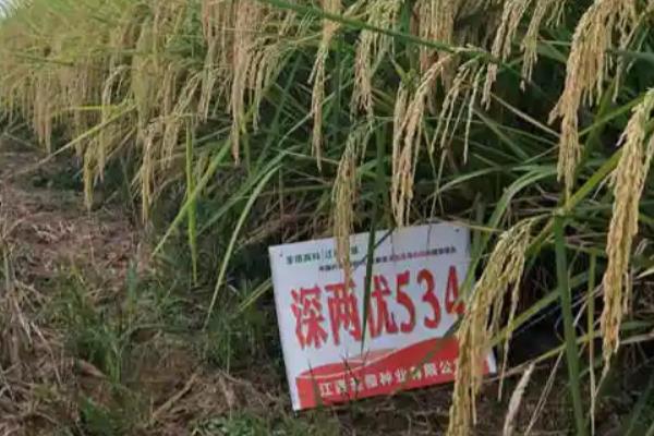 深两优534的产量怎样，平均产量为646.16kg一亩