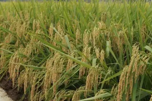 深两优534的产量怎样，平均产量为646.16kg一亩