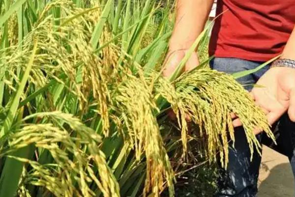 深两优534的产量怎样，平均产量为646.16kg一亩