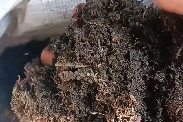 红花荀子如何养殖，喜欢在温暖的环境中生长