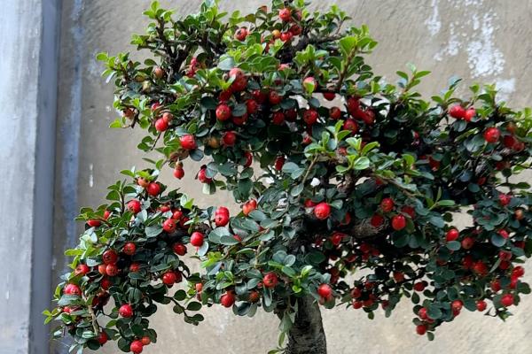 红花荀子如何养殖，喜欢在温暖的环境中生长