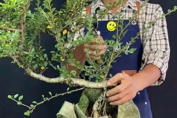 红花荀子如何养殖，喜欢在温暖的环境中生长