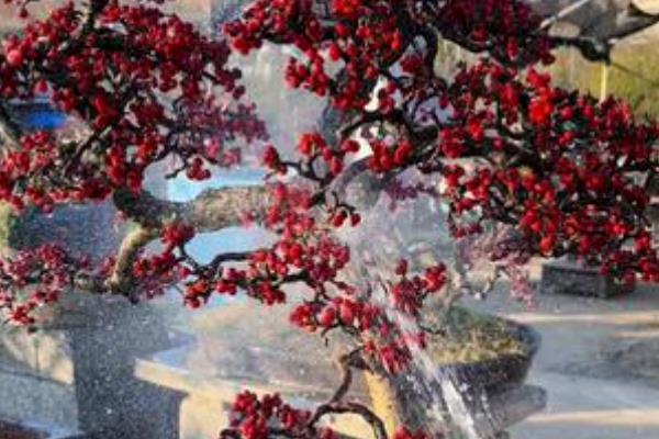 红花荀子如何养殖，喜欢在温暖的环境中生长