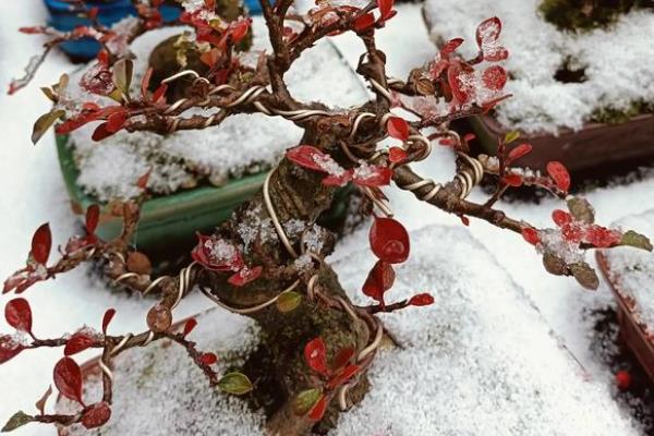 红花荀子如何养殖，喜欢在温暖的环境中生长
