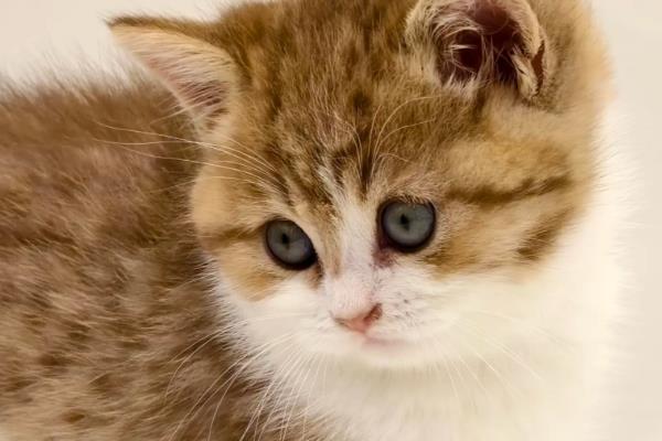 如何鉴别猫是否患上肿瘤，主要有以下三种方式