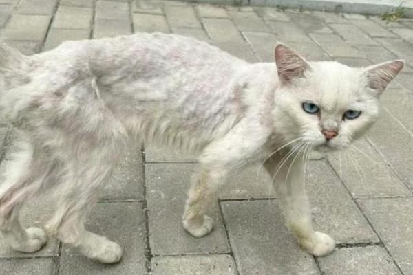 如何鉴别猫是否患上肿瘤，主要有以下三种方式