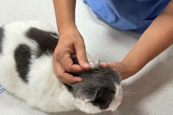 如何鉴别猫是否患上肿瘤，主要有以下三种方式