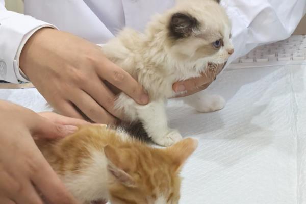 如何鉴别猫是否患上肿瘤，主要有以下三种方式