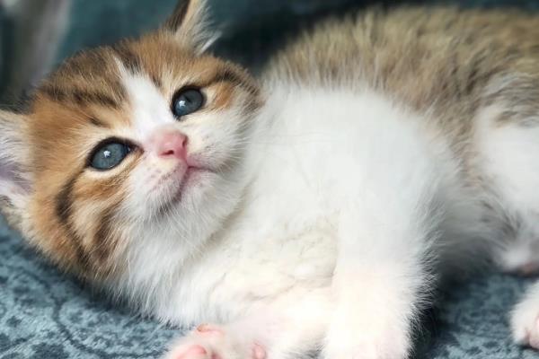 如何鉴别猫是否患上肿瘤，主要有以下三种方式