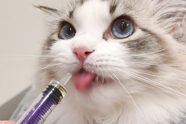 如何鉴别猫是否患上肿瘤，主要有以下三种方式