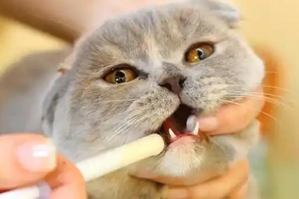 如何鉴别猫是否患上肿瘤，主要有以下三种方式