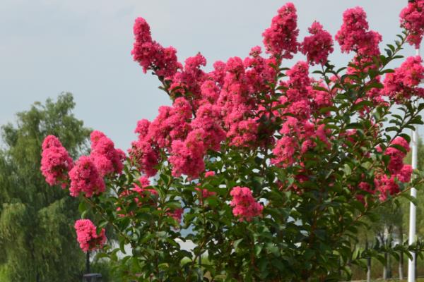 哪些树适合在夏天种植，常见的有榕树、紫薇树等品种