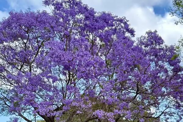 哪些树适合在夏天种植，常见的有榕树、紫薇树等品种