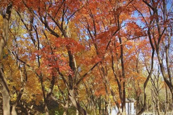 哪些树适合在夏天种植，常见的有榕树、紫薇树等品种