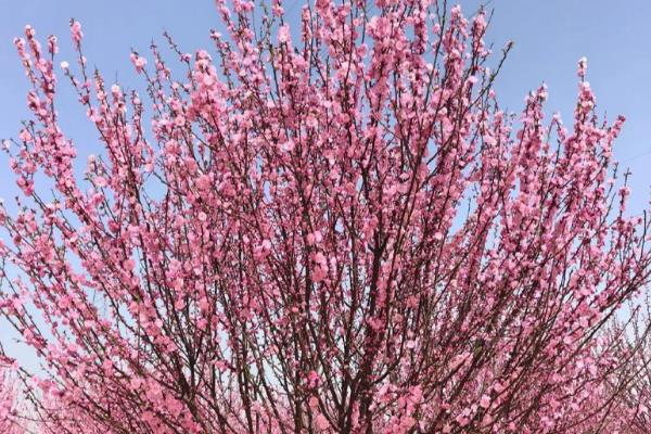 哪些树适合在夏天种植，常见的有榕树、紫薇树等品种