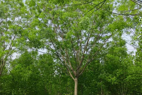 哪些树适合在夏天种植，常见的有榕树、紫薇树等品种