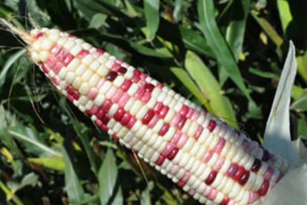 什么品种的玉米又甜又糯,有密甜糯1号、黑甜糯168等