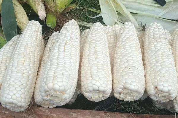 什么品种的玉米又甜又糯,有密甜糯1号、黑甜糯168等